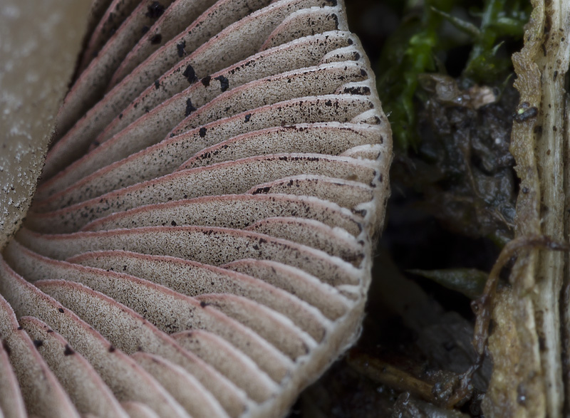 Psathyrella microrrhiza